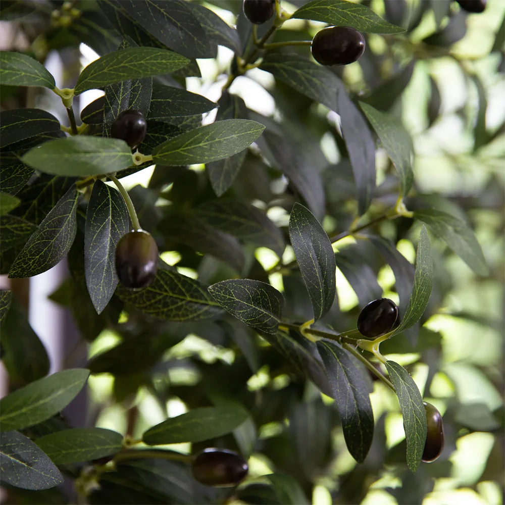 6 ft. Tuscan Still Olive Tree - Image 5