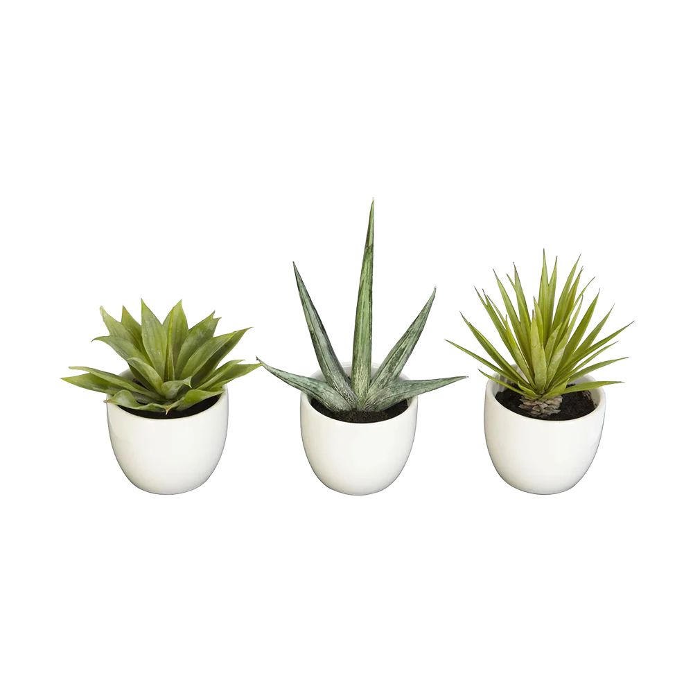 Desert Succulent Trio - Image 2