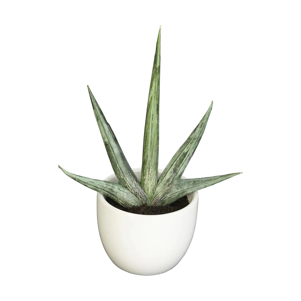 Desert Succulent Trio - Image 4